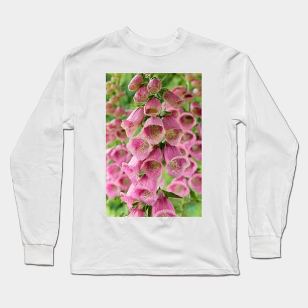 Digitalis × mertonensis  AGM  Strawberry foxglove Long Sleeve T-Shirt by chrisburrows